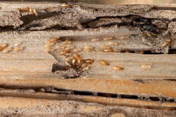 Best Best Pest Control Companies  in Closter, NJ